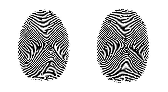 Clear fingerprint scan with detailed ridges and patterns
