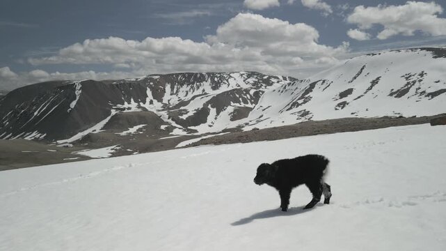 Abandoned wild yak calf standing on snow patch in high mountains with melting pasture valley background. Helpless baby animal. RAW flat profile uncorrected video footage.