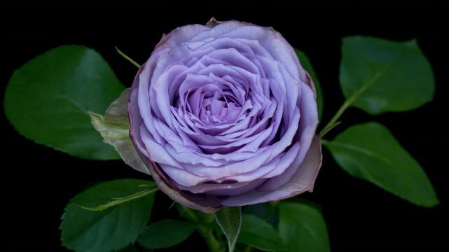 Amazing bright violet rose flower opening on black background.