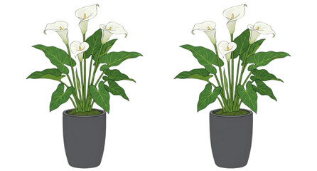 Fototapeta premium Peace Lily Indoor Houseplant Collection in Pots Isolated on White Background