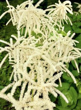 Fluffy aruncus dioicus bush in full bloom for wedding invitation template and greeting card background with natural white and green color palette