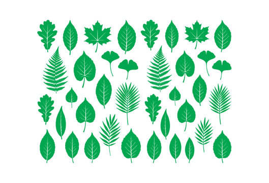 Green leafs vector design