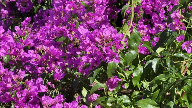 Bougainvillea blooming tree and butterfly Scarce Swallowtail Iphiclides podalirius feeding on paper flower plant.