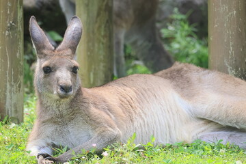 カンガルー © kosumi