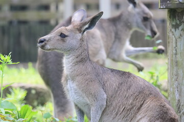 カンガルー © kosumi