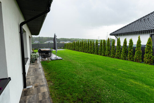 Rain falling on green lawn and thuja hedge