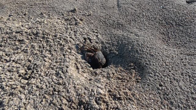 Close-up of a tiny brown crab popping out of its sandy burrow on the beach and scurrying back inside