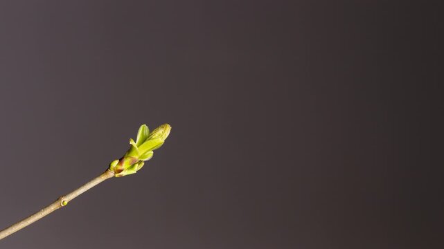 Fresh green bud on tree branch in spring close up