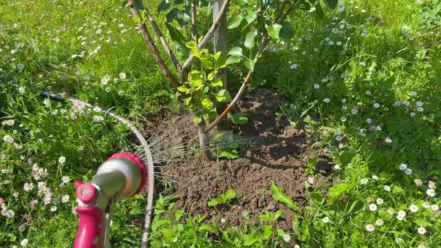 First-person view (POV) of watering a young sapling tree with a garden hose spray nozzle on a green lawn.
