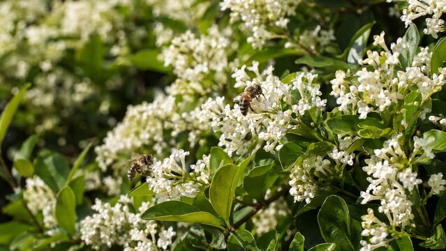 Dense privet shrub blooming with tiny white flowers, bees collecting nectar.