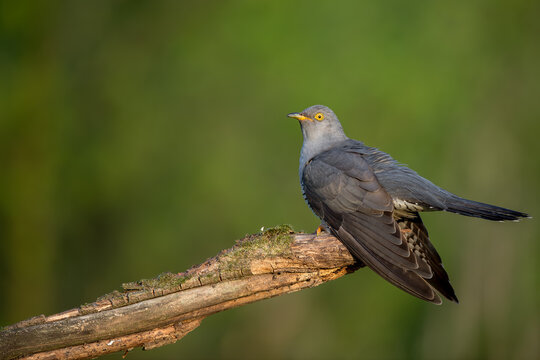Common Cuckoo Resting in Evening Light