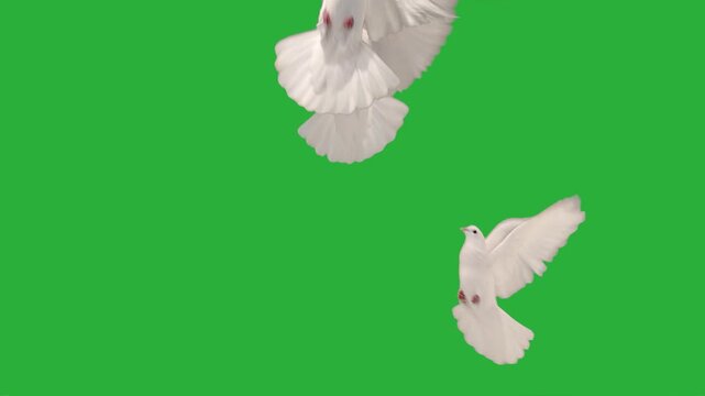White doves flying on green screen background one minute loop.