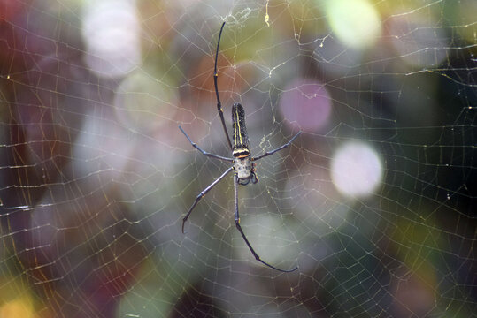 nature master weaver: The Golden orb-weaver patienly waits in hergolden palace. a marvel of biological engineering and patience.