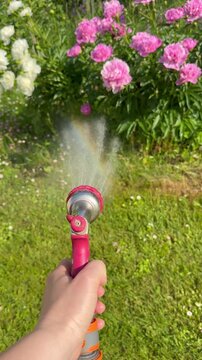 First-person view of watering a blooming pink peony bush with a garden hose spray nozzle on a sunny day.

