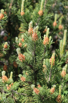 green pine tree cloce up