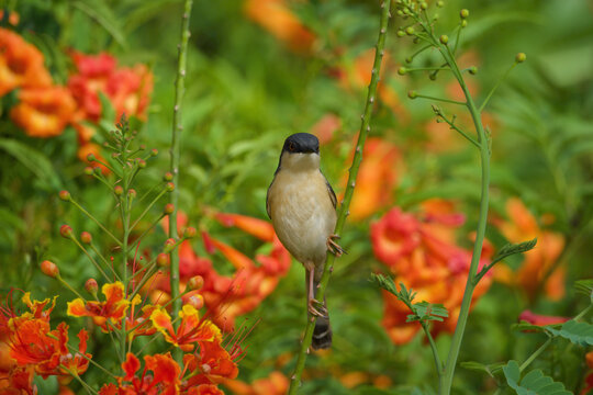 Common Tailorbird Perched Among Peacock Flower Blossoms