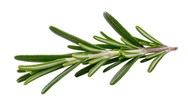 Fresh green rosemary sprig with needle-like leaves