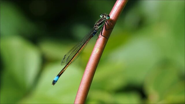 Close-up of a green and blue damselfly of Mauritius 