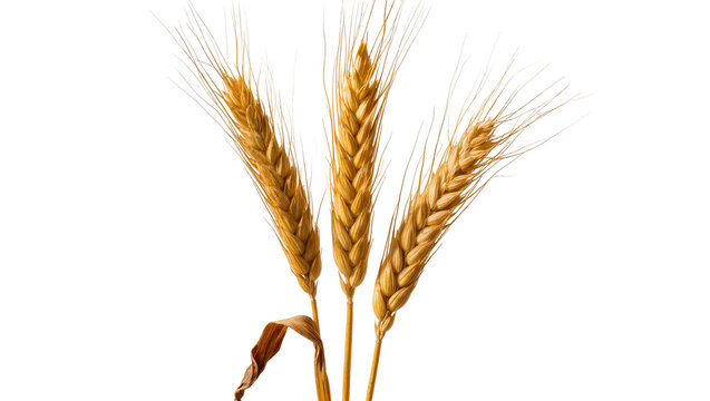Three ripe golden wheat ears with dry leaf