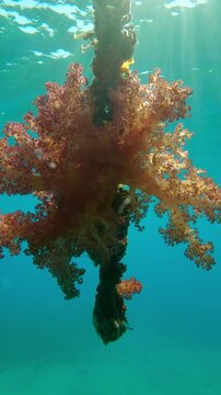 Vertical footage, Mooring rope hanging from pier covered with beautiful soft corals in bright sunbeams, Slow motion of Soft Coral Dendronephthya grows on hanging rope