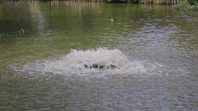 Water fountain aerator creating splashes and ripples on a tranquil pond. Scenic outdoor footage featuring moving water, reflections, and a duck swimming in the natural park environment.