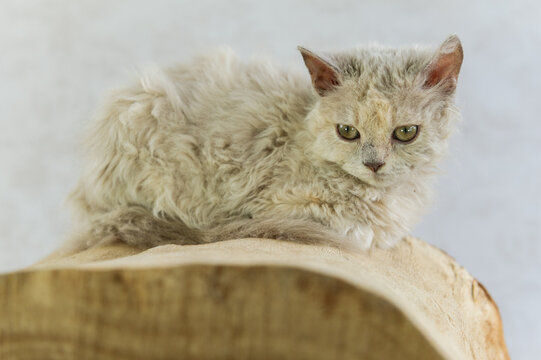 Portr&auml;t eines Selkirk Rex Kitten