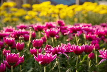Obraz premium Purple flower in public park on morning time. Violet flower sunrise. Chrysanthemum Pink Pastel flower floral soft nature blossom blurred background. Magenta petals blossom in beautiful garden