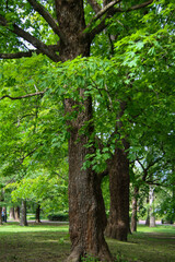 Fototapeta premium maple trees in the park