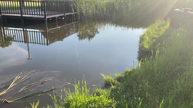  夕方の柔らかな逆光に照らされる池の水辺と水草のきらめき