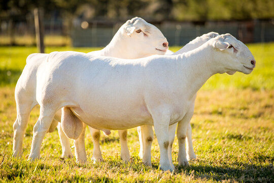 Two White Dorper Sheep Standing in a Sunny Green Pasture