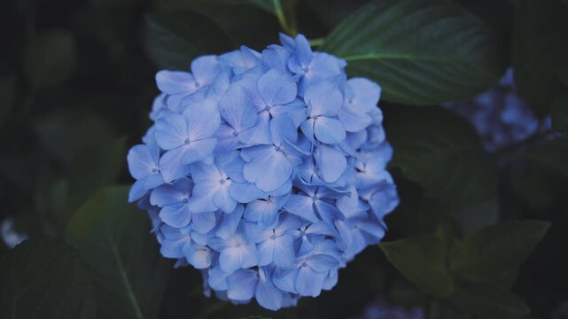 雨上がりに美しく咲く高幡不動尊の紫陽花