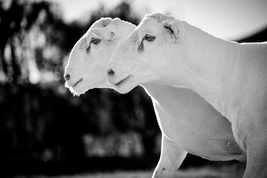 Two Dorper Sheep Side by Side in Black and White Portrait