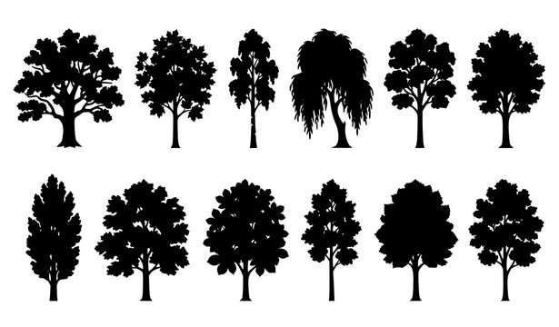 Deciduous tree silhouettes vector set with oak maple and birch forest foliage outlines for landscape design