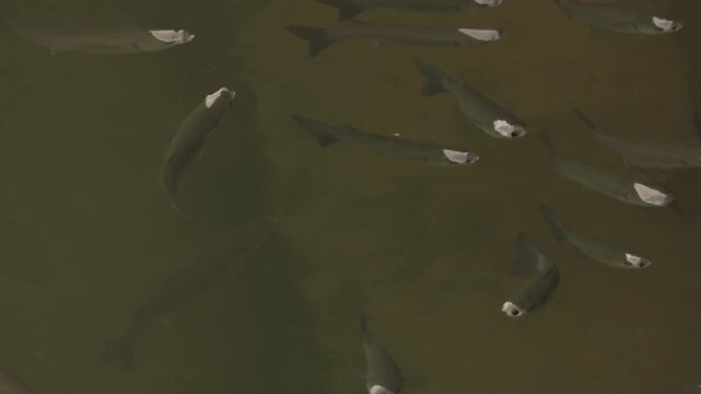 School of fish feeding on bread in the nervion river