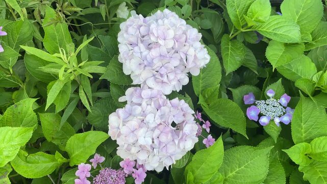  梅雨の季節に美しく咲き誇る淡い紫色の和風のアジサイ