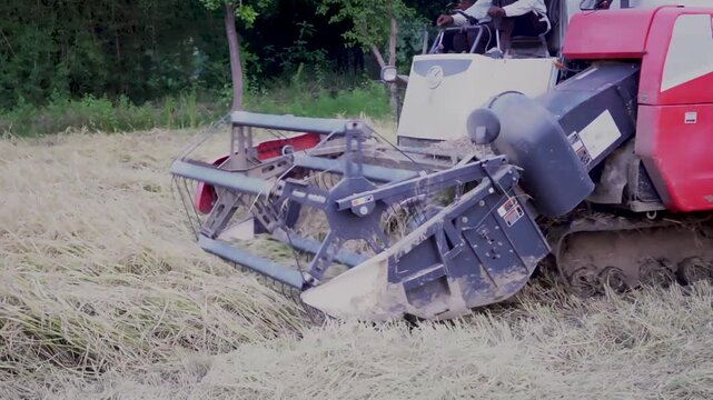 Combine harvesting of rice grain. Combine harvesting: cutting harvested paddy into a tractor-trailer. Agricultural machinery gathering ripe maize crops.