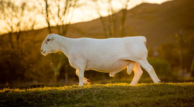 Dorper Ewe Walking at Golden Hour on Lush Green Pasture