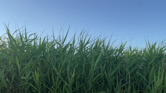  快晴の青空を背景に生き生きと群生する鮮やかな緑の葦