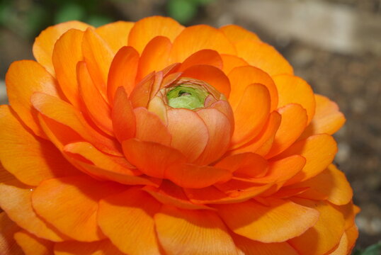 Close up of an orange ranunculus flower head with blooming layered petals