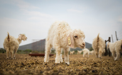 Fototapeta premium Young Angora Kid Goat with Ear Tag on Farm
