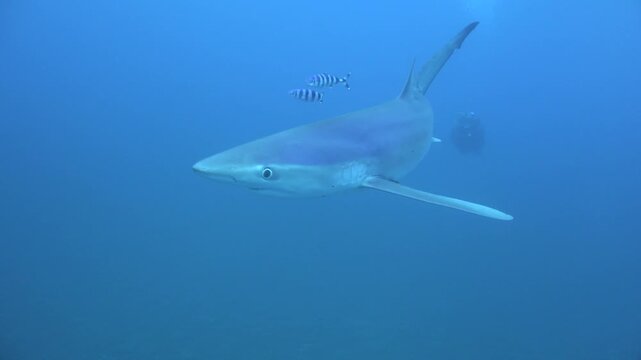 Graceful shark swimming with pilot fish underwater