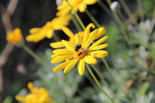 Brown blowfly and Common Halfband hoverfly feeding on daisy bush flower nectar, South Australia