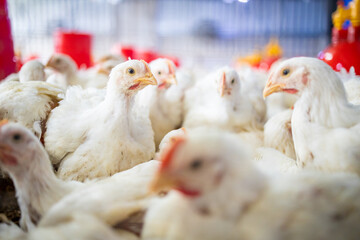 Crowded White Broiler Chickens Inside a Poultry Farm © Dewald