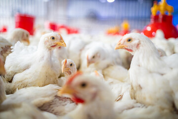 Broiler Chickens Crowded Inside a Commercial Poultry Farm © Dewald