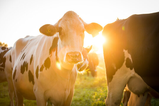 Holstein Dairy Cow at Golden Sunset in Green Pasture