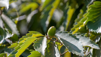 Close up of a green young acorn growing on an oak tree branch with textured leaves under soft autumn sunlight © Kazutaka