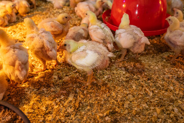 Baby Broiler Chicks Under Heat Lamp in Poultry Farm Brooder © Dewald