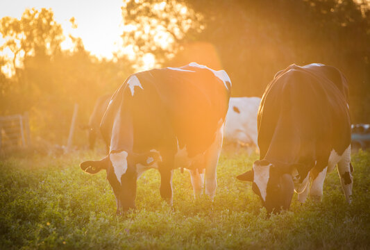 Holstein Dairy Cows Grazing at Golden Sunset on Lush Pasture