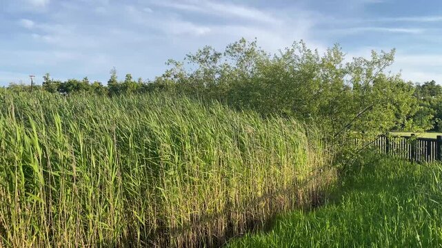  自然公園の風に揺れる青々とした背の高い葦の群生と夏の空