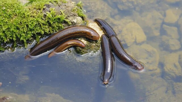 Leeches in a river.